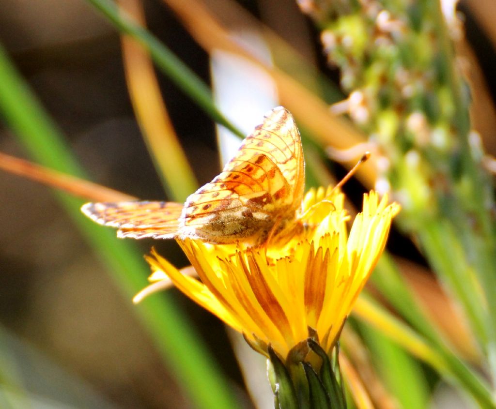 Boloria sp., pales o napaea